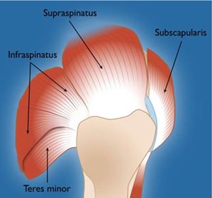 Rotator cuff muscles Rotator cuff muscles